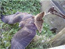 Australasian harrier hawk trapped in a banned leg-hold trap.