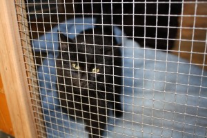 A cat surrendered for care awaits treatment.