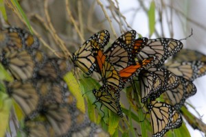 Monarch butterflies seek shelter in the willows at Apollo Park.