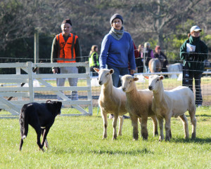 Caption: Nicola Rowlandson with Jan the sheep dog. Photo: Rebecca Watson.