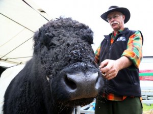POPULAR PRETTIES: Graham Turner with a Galloway cattle. Photo:Evan Xiao