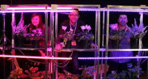 Aurora Epplett, Leon Guo and Kevin Li show the LED lights used for vegetable growing.