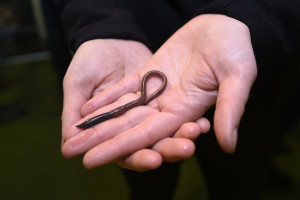 One of the 12 worms that Ross Gray has brought to this year's Fieldays. Photo: Jordan McClunie