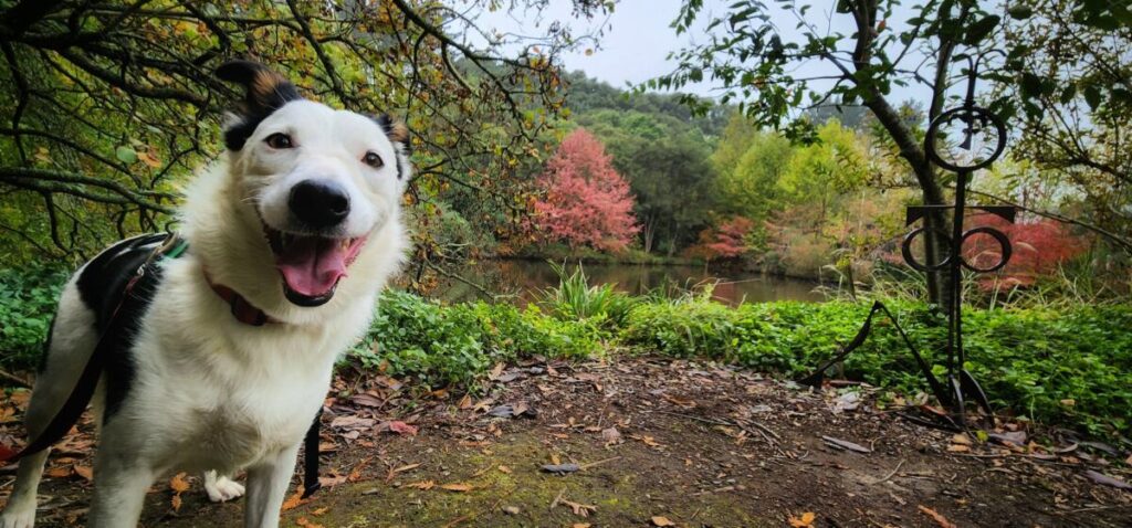 Barking up the right tree
